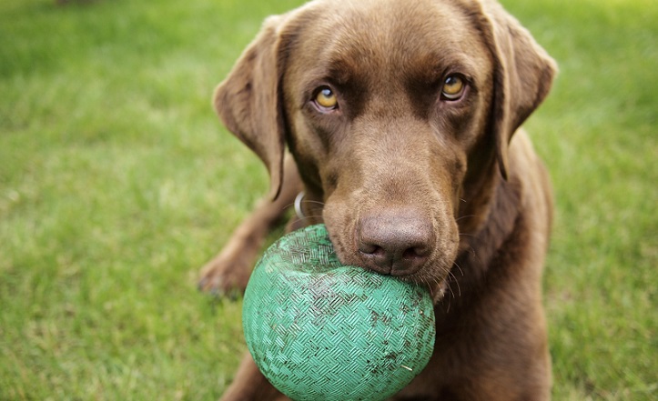 Comment améliorer le contrôle des impulsions de votre chien - 5 conseils - img