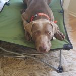 Livres personnalisés pour chiens – Put Me in the Story Review