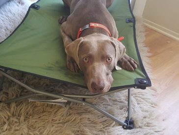 Comment apprendre à votre chien l'ordre de placement - Lits portables pour chiens - img