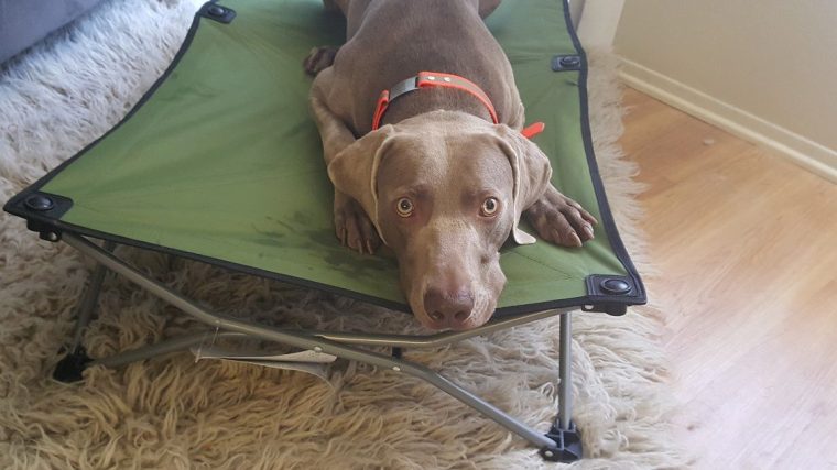 Comment apprendre à votre chien l'ordre de placement - Lits portables pour chiens - img