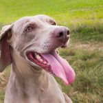 Comment empêcher mon 🐕 chien de me sauter dessus