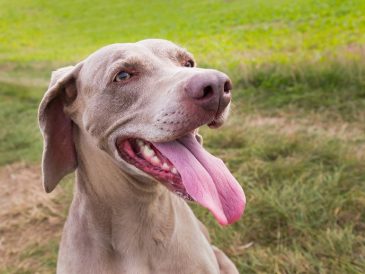 Comment empêcher mon ???? chien de me sauter dessus - img