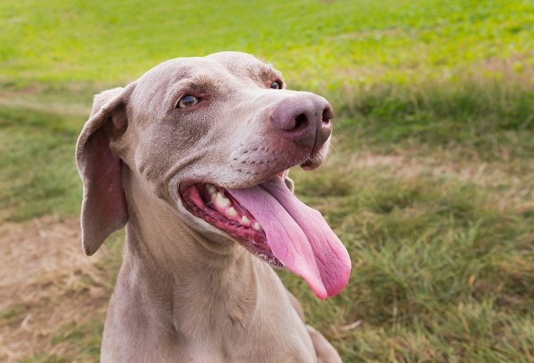 Comment empêcher mon 🐕 chien de me sauter dessus - img