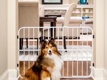 Comment empêcher votre chien de détruire vos affaires - Pet Gates - img
