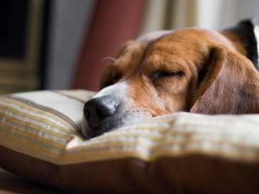 Comment faire dormir votre chien à l'intérieur - img