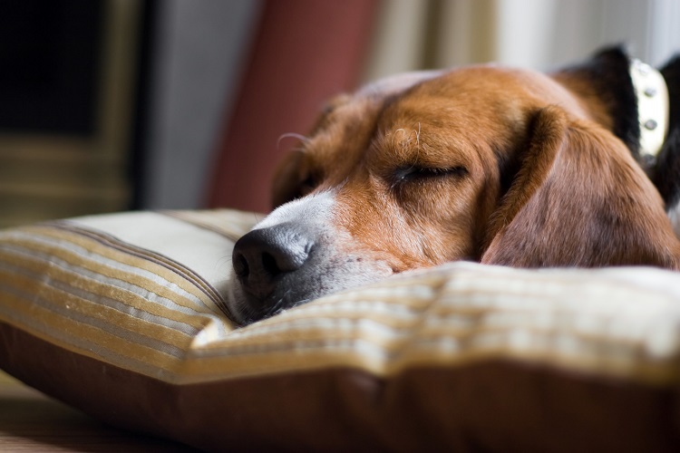 Comment faire dormir votre chien à l'intérieur - img