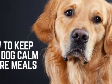 Comment garder votre chien calme avant les repas - 3 ordres - img