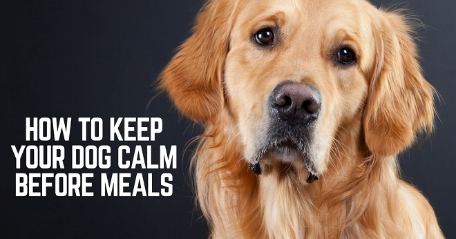 Comment garder votre chien calme avant les repas - 3 ordres - img
