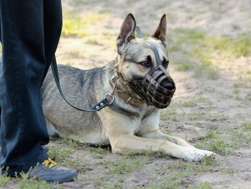 Comment habituer votre chien à une muselière ? - img