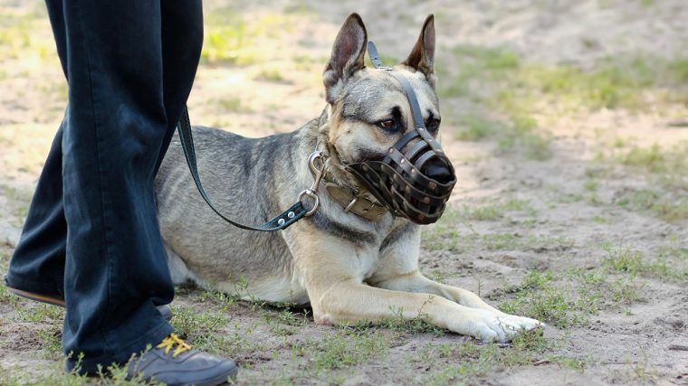 Comment habituer votre chien à une muselière ? - img