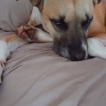 Interview : Marc Goldberg, auteur de « Let Dogs Be Dogs » (Que les chiens soient des chiens)