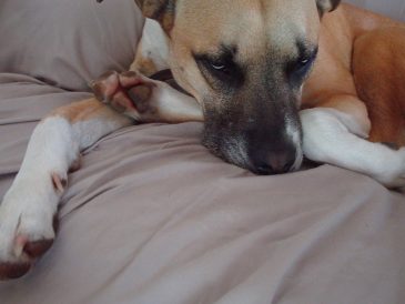 Comment motiver un chien à faible énergie (osons dire paresseux ?) - img