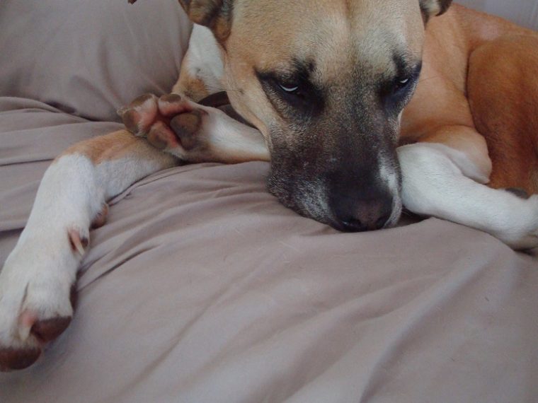 Comment motiver un chien à faible énergie (osons dire paresseux ?) - img