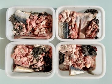Comment nourrir son chien avec des aliments crus ? - img
