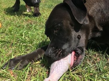 Comment nourrir votre chien avec des os crus en toute sécurité ? - img