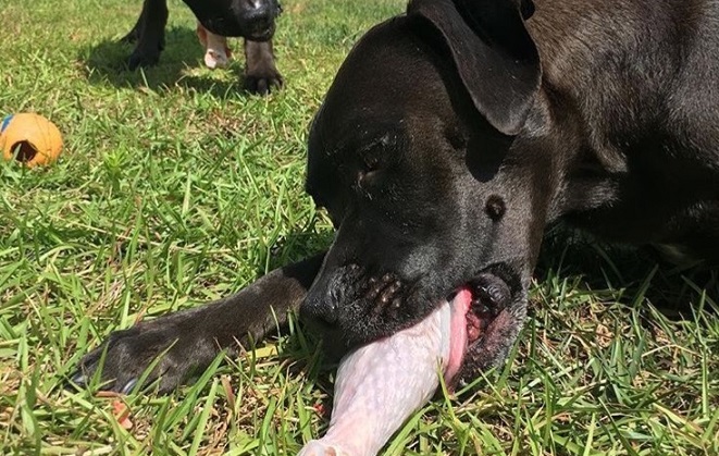 Comment nourrir votre chien avec des os crus en toute sécurité ? - img