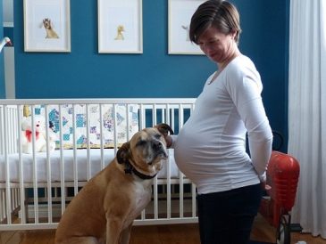 Comment préparer votre chien à l'arrivée d'un bébé - img