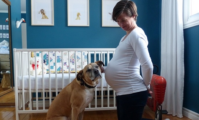 Comment préparer votre chien à l'arrivée d'un bébé - img