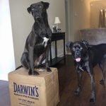 Comment créer un espace sûr pour votre bébé et votre chien ?