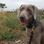 Mighty Paw Padded Sport Collar Review and Coupon Code