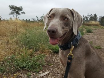 Comment vivre avec un chien hyperactif dans un appartement ? - img