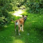 OdorKlenz : avis et code de réduction – Élimination naturelle des odeurs pour les animaux de compagnie