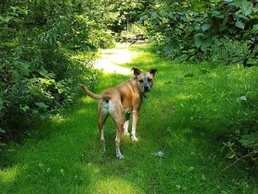 Comment votre chien réagirait-il en cas de danger ? - img
