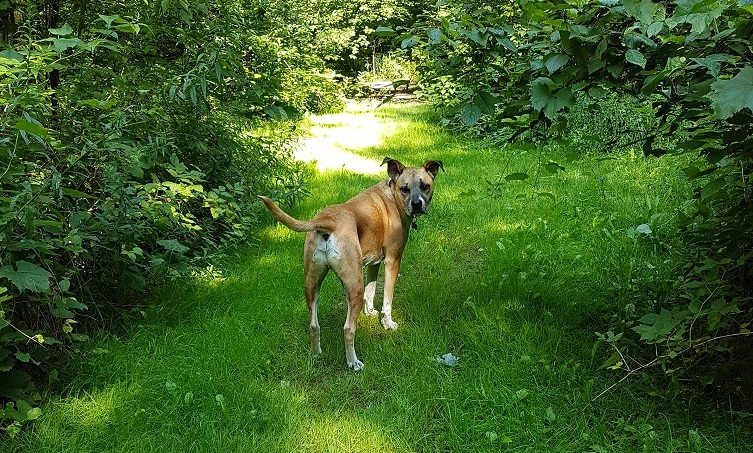 Comment votre chien réagirait-il en cas de danger ? - img