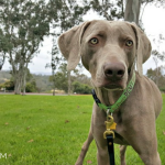Mighty Paw Leather Squeaky Toys Review and Coupon Code