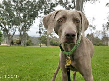 Dressage de mon Weimaraner d'un an : Obéissance, trucs et comportement - img