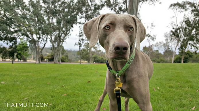 Dressage de mon Weimaraner d'un an : Obéissance, trucs et comportement - img
