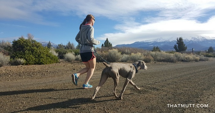 Entraînement à l'ultra-marathon avec des chiens - img