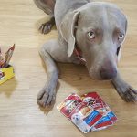 Entraînement à l&rsquo;ultra-marathon avec des chiens