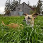 10 façons de garder votre chien âgé mentalement en forme