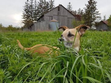 Faut-il délivrer un permis à son chien ? Deux points de vue - img