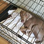 Comment protéger votre chien contre les tiques
