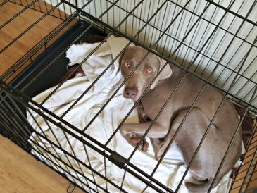 Faut-il utiliser une cage pour les chiens et les chiots ? - img