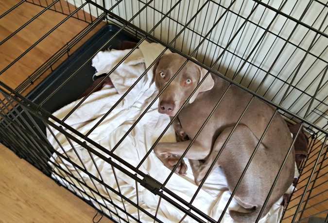 Faut-il utiliser une cage pour les chiens et les chiots ? - img