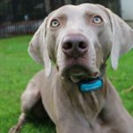 Combien de temps les chiots pleurent-ils la nuit ?