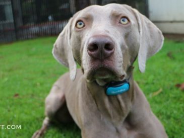 GoodBoy Bark Collar Review and Coupon Code - img