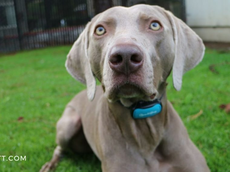 GoodBoy Bark Collar Review and Coupon Code - img