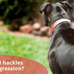 Cinq questions avec Barbara du blog K9s Over Coffee