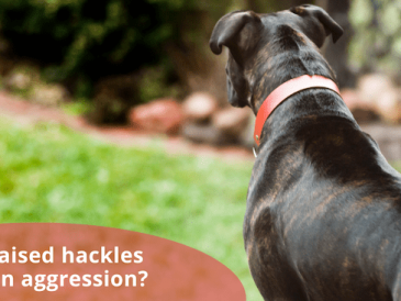 Hackles on a Dog - Que signifie le fait que mon chien ait les babines relevées ? - img