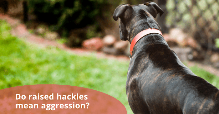 Hackles on a Dog - Que signifie le fait que mon chien ait les babines relevées ? - img