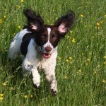 Hackles on a Dog – Que signifie le fait que mon chien ait les babines relevées ?