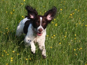Idées d'exercices pour chiens hypermétropes (pour enfin le fatiguer !) - img