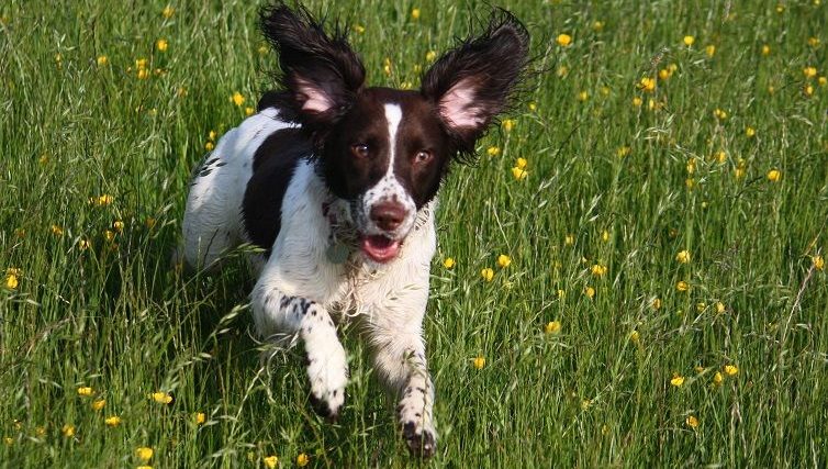 Idées d'exercices pour chiens hypermétropes (pour enfin le fatiguer !) - img