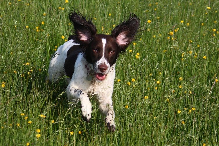 Idées d'exercices pour chiens hypermétropes (pour enfin le fatiguer !) - img