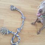Mighty Paw Metal Buckle Collar Review