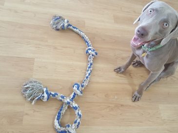 Jouets en corde durables pour chiens - img